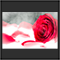 Heaven Rose